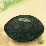 田中清代 銅版画展「気のいい火山弾」の画像