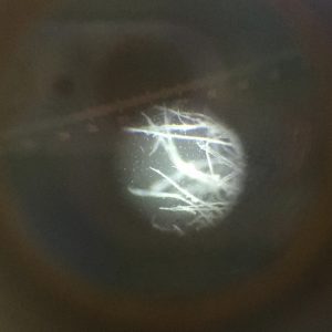 顕微鏡でみた紙の繊維
